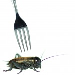Élevage d’insectes : l’eldorado du futur ?