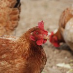 Les poules pondeuses et les oeufs vendus à un couvoir ne sont pas destinés à l’alimentation humaine et donc le taux à appliquer sera donc de 7%.