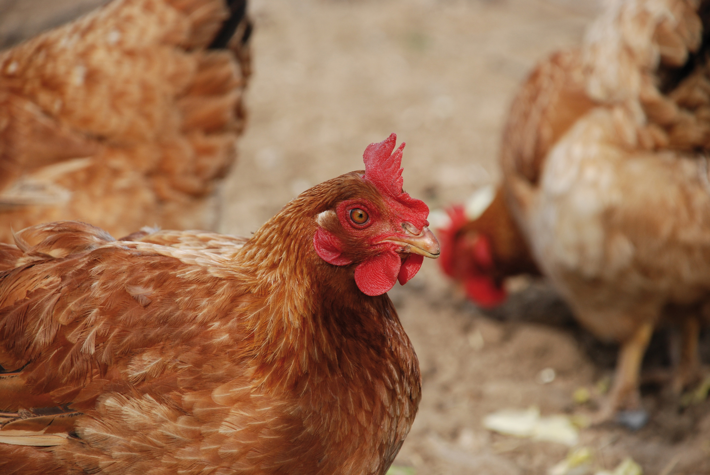 Les poules pondeuses et les oeufs vendus à un couvoir ne sont pas destinés à l’alimentation humaine et donc le taux à appliquer sera donc de 7%.