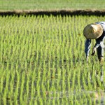 Riz : un gène pour mieux capter le phosphore du sol