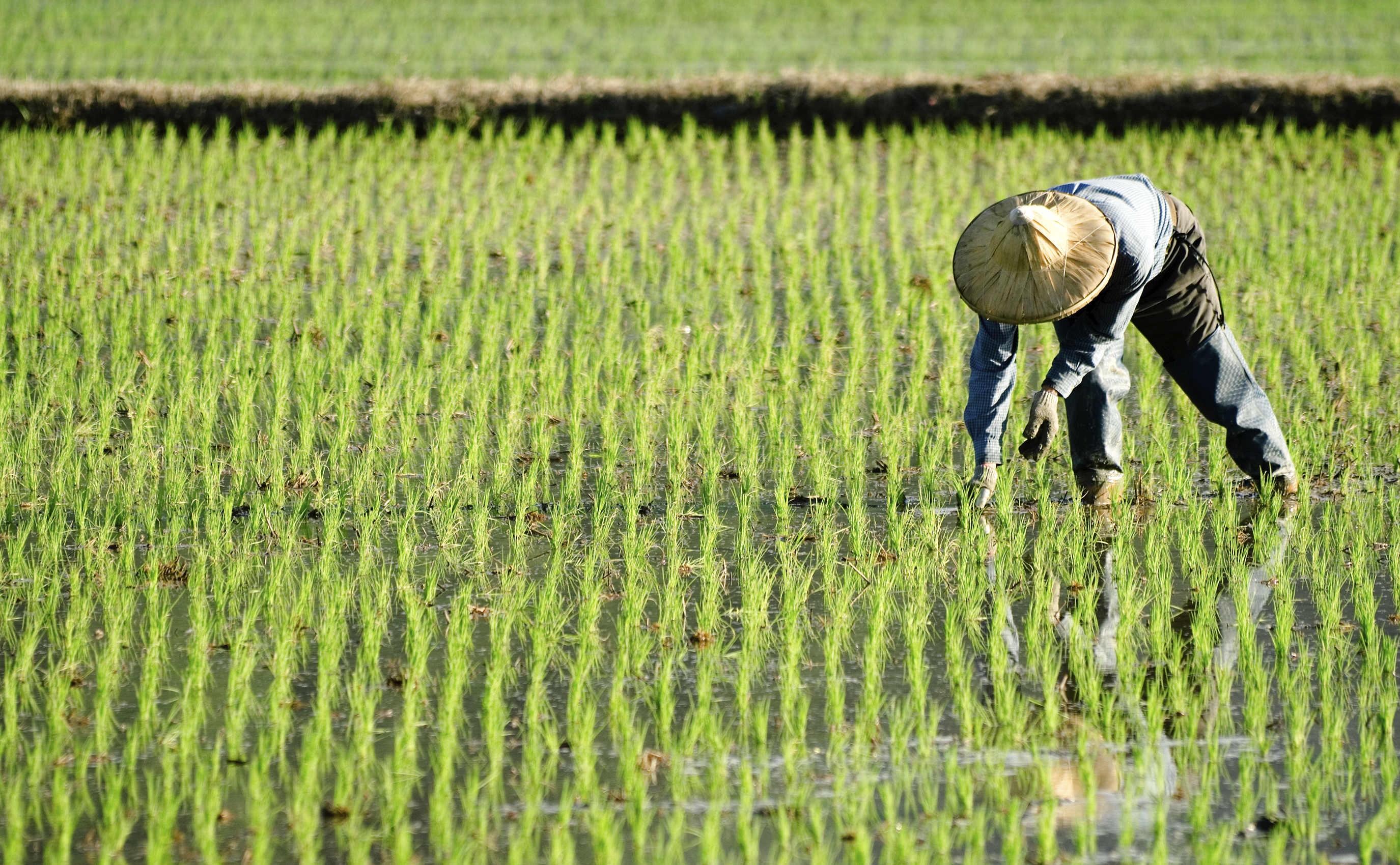 Riz : un gène pour mieux capter le phosphore du sol