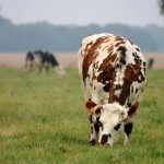 Pays-Bas : Un programme pour réduire les émissions de méthane des vaches