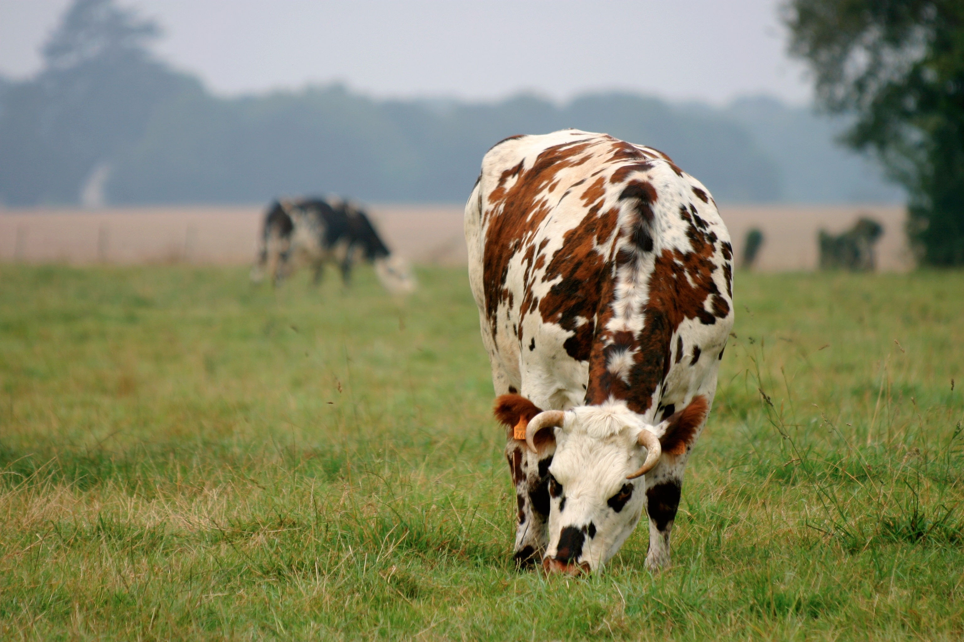 Covid-19 : les entreprises de sélection génétique et de reproduction animales poursuivent les activités « essentielles »