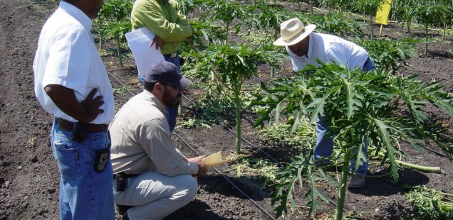 L'utilisation des biostimulants en agriculture est en développement croissant à travers le monde.