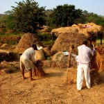 OGM : L’Inde cherche sa voie