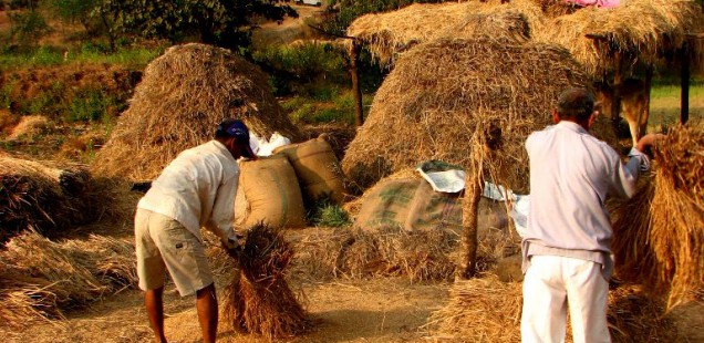 OGM : L’Inde cherche sa voie