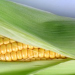 La Pologne s’apprête à interdire la culture d’OGM
