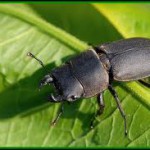 Bientôt une filière protéique à base d’insectes ?