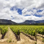 Un bio-fertilisant sous forme de gel