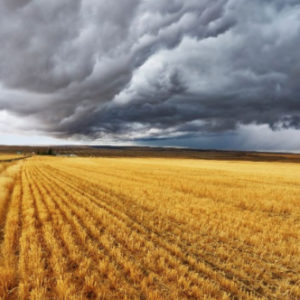 Crise sanitaire : La distribution agricole entre deux eaux