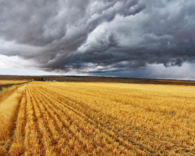 Une femme agricultrice sur cinq serait touchée par la dépression