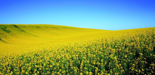 Plant Advanced Technologies lance un projet de découverte de nouveaux bio-herbicides