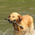 L’agriculture aurait favorisé la domestication du chien