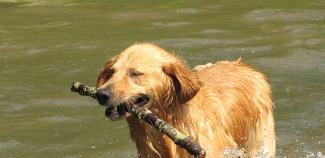 L’agriculture aurait favorisé la domestication du chien