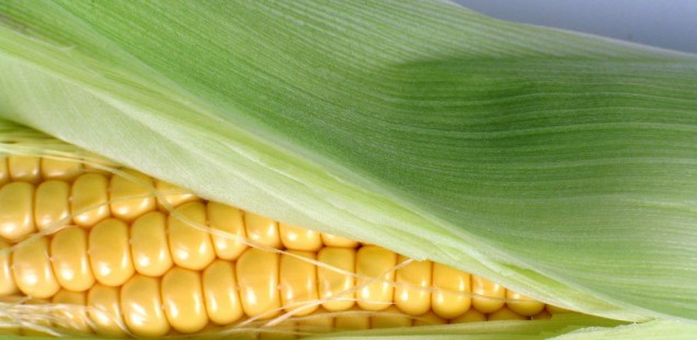 L’EFSA publie ses données sur le maïs OGM NK 603