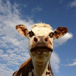 L’Anses propose des bonnes pratiques pour réduire l’exposition des vaches aux débris métalliques