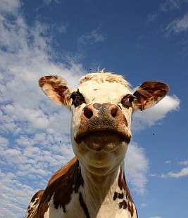 L’Anses propose des bonnes pratiques pour réduire l’exposition des vaches aux débris métalliques