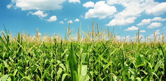 BASF : la recherche sur les résistances aux champignons se penche sur le maïs