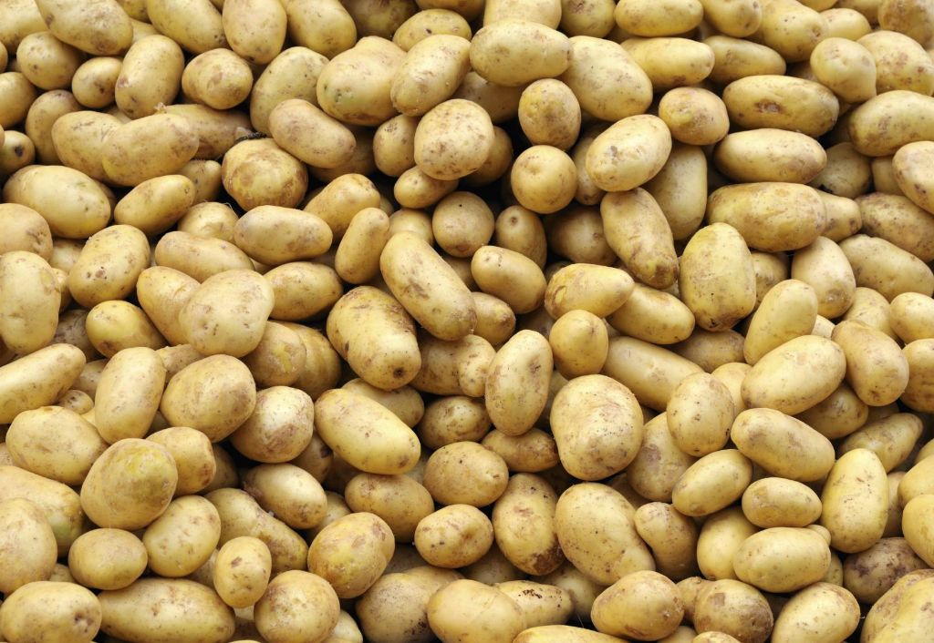 Pommes de terre : BASF met fin au processus d'homologation en Europe