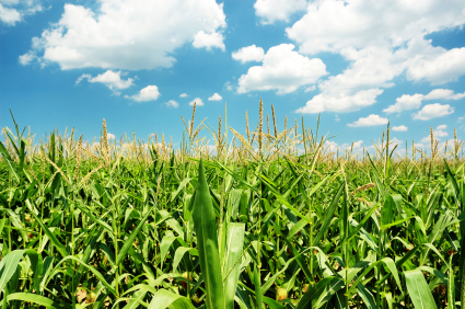 Adoption de la nouvelle réforme de la PAC par le conseil des ministres de l’agriculture