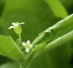 Recherche : Une nouvelle protéine liée au sucre découverte par l’Inra