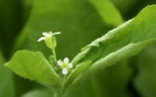 Recherche : Une nouvelle protéine liée au sucre découverte par l’Inra