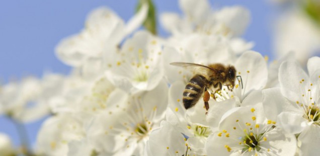 Protection des abeilles : Le gouvernement prend acte des recommandations de l’Anses