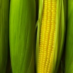 OGM : L’EFSA ne peut donner de conclusion sur la sécurité d’un maïs