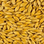 France : Pourquoi le taux d’utilisation de semences certifiées de blé a-t-il fortement progressé lors des semis 2012 ?