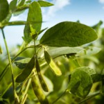 Soja : Monsanto et Bayer CropScience unissent leurs efforts dans les biotechnologies !