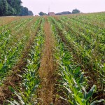 Excès de pluie : Quelles conséquences pour les cultures de maïs en France ?