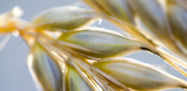 Grande-Bretagne : le NIAB créé une nouvelle variété de blé plus productive