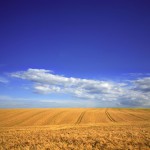 Une moisson en demi-teinte dans la région de Dijon