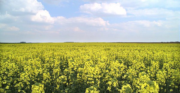 Parcelle de colza en fleur   Photo : Gnis