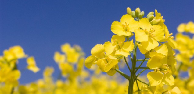 Plus d’obstacle pour développer les bio-raffineries de 3ème génération !