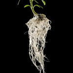 Pourquoi les racines de votre blé souffrent-elles actuellement ?