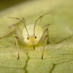 Champignons : Une nouvelle arme dans la lutte contre les insectes nuisibles