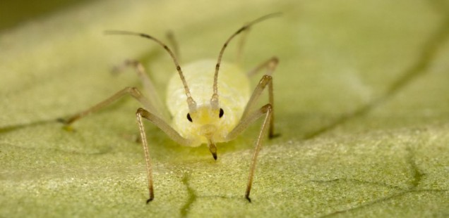 Champignons : Une nouvelle arme dans la lutte contre les insectes nuisibles