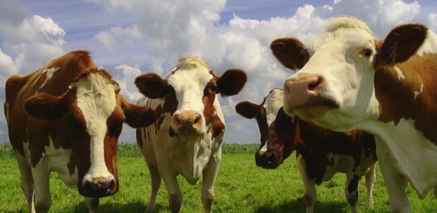 La Russie cherche des solutions pour produire plus de viande !