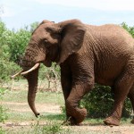 Éléphant d'Afrique