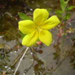 Ludwigia