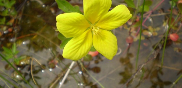 Ludwigia