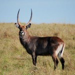 Waterbuck