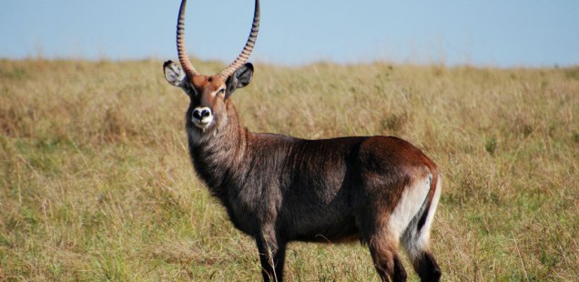 Waterbuck