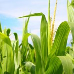 Pourquoi la dernière enquête du New York Times sur les OGM est sujette à caution !
