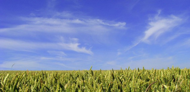 Objectif : 20 tonnes par hectare de rendement en blé !