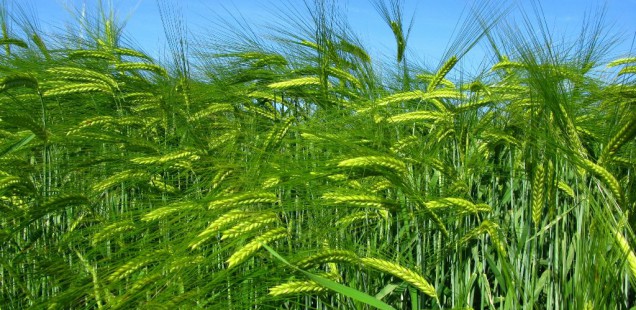 Céréales : Un retard de 2 semaines en France et une production mondiale record !