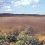 Essaim de criquets migrateurs (Locusta migratoria L.) à Madagascar, lors de la précédente invasion de 1999 © Cirad, M. Lecoq