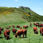 L’apport des clôtures virtuelles pour garder les vaches !