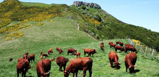 L’apport des clôtures virtuelles pour garder les vaches !